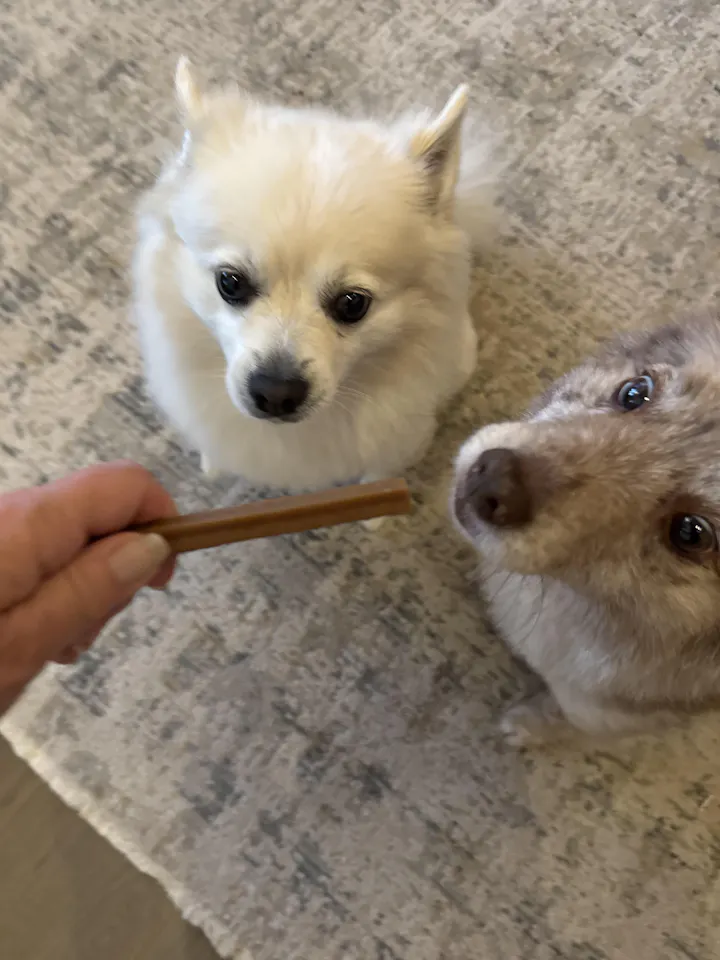 Mindy's Pomeranians' teeth after using Doggies dental chews