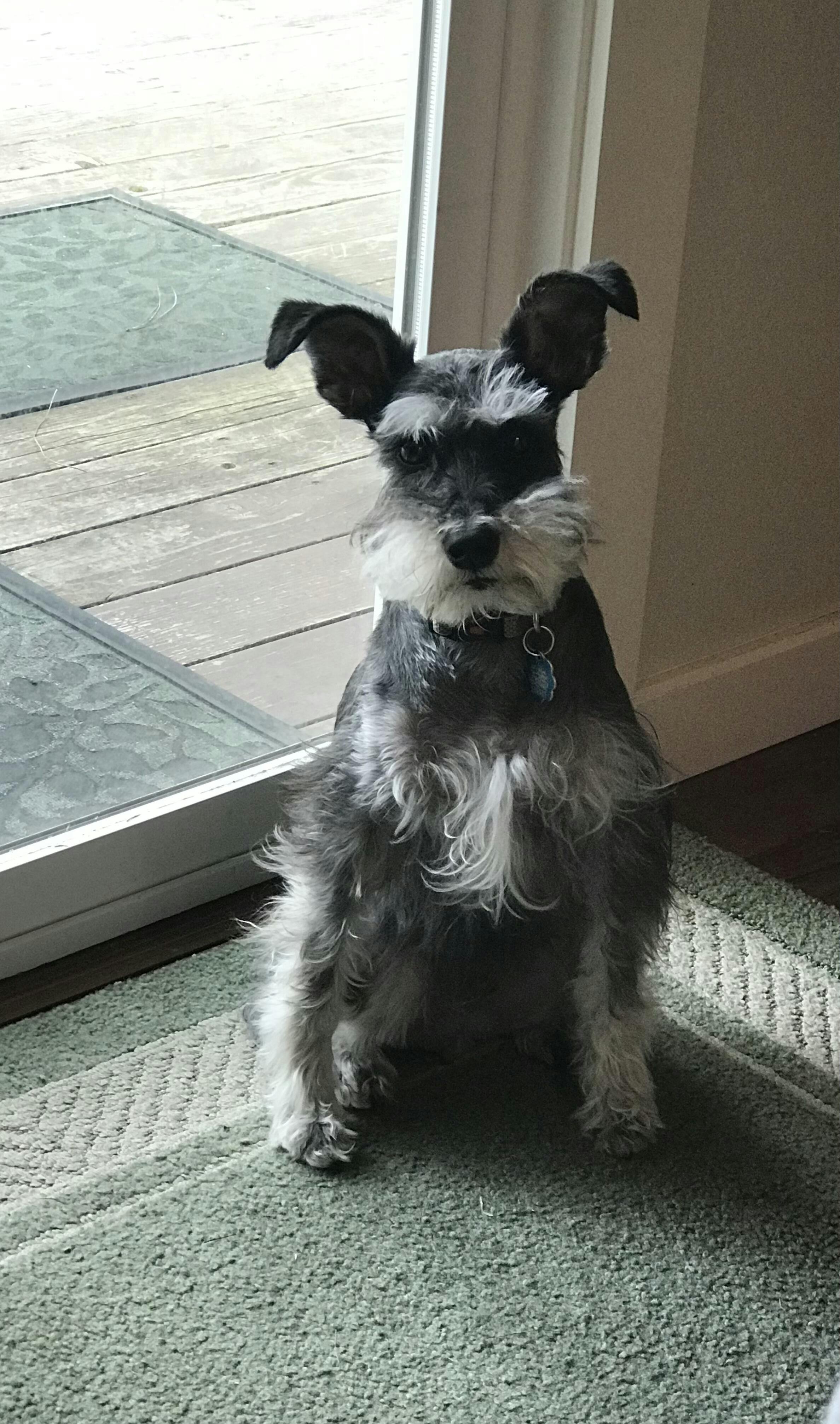 Ozzie the miniature schnauzer with Doggies dental chew