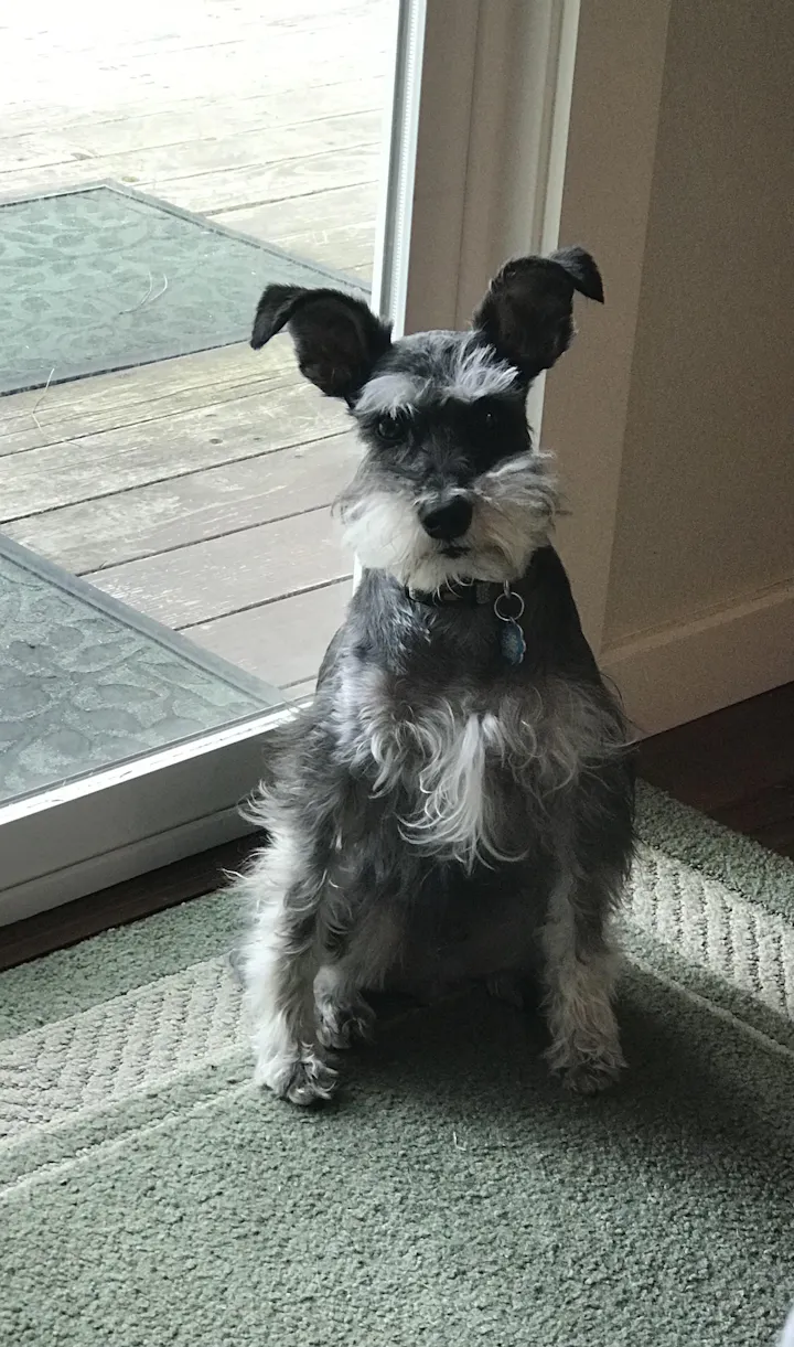 Ozzie the miniature schnauzer with Doggies dental chew