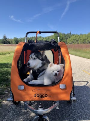 Doggo Bike® Trailer