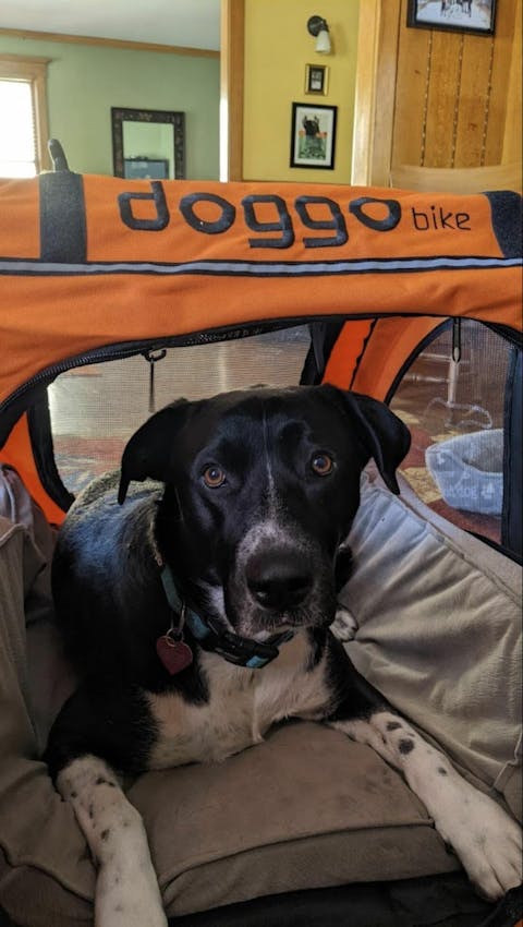 Doggo Bike® Trailer