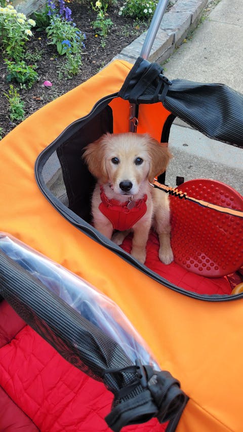 Doggo Bike® Trailer