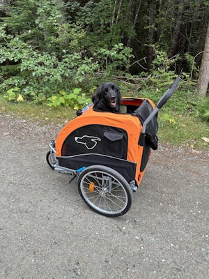 Doggo Bike® Trailer