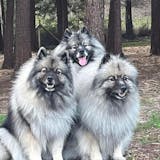 Dogua - High-Protein Hydration Motivator Mix