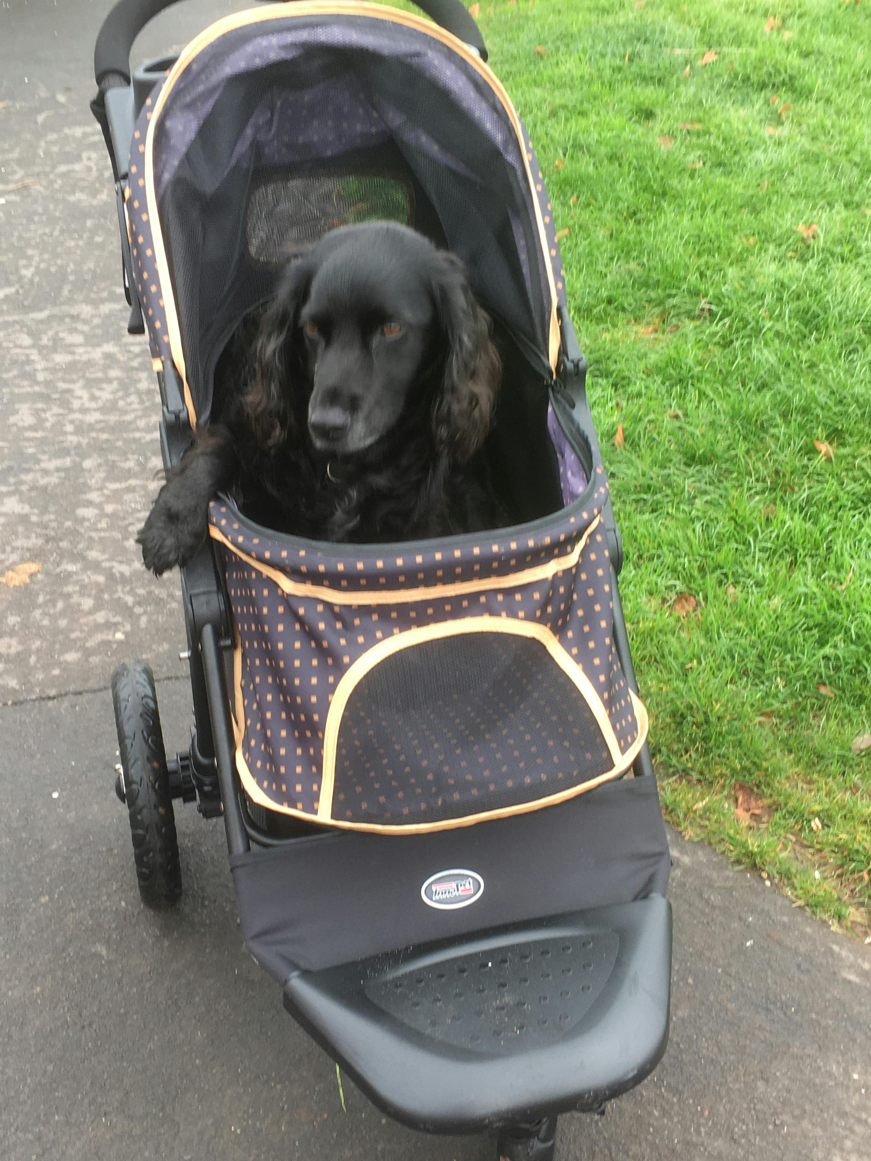 dog pushchair labrador