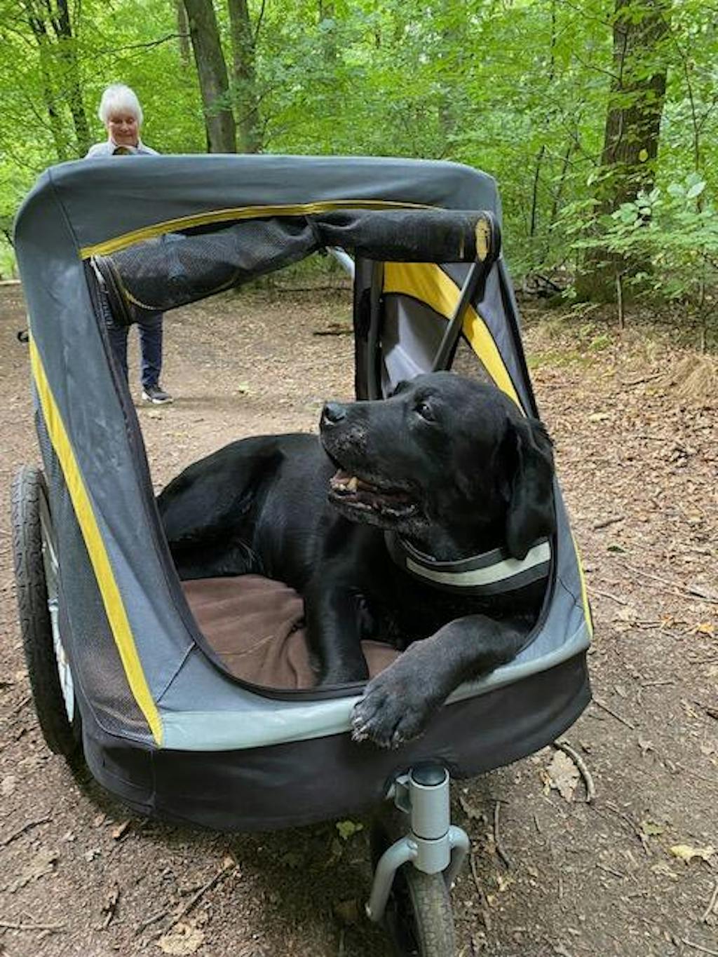 Innopet Hercules 2.0 Extra Large Dog Stroller Free Rain Cover 2 Ye