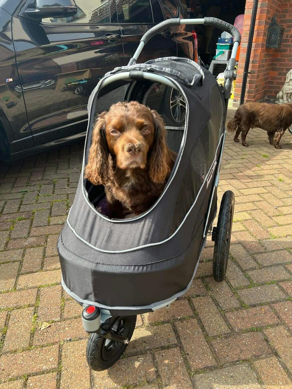 Innopet Sporty Black EVR Dog Stroller 2 Year Warranty doggy & moggie