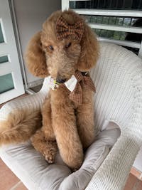 Candy Corn Sailor Bow/Bow Tie