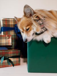 BOW TIE & SAILOR BOW | VELOUR CORDUROY/PLAID