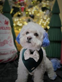 BANDANA | BF EXCLUSIVE EMERALD GREEN