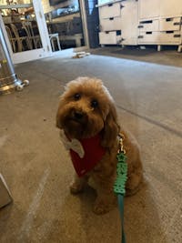 BANDANA | BF EXCLUSIVE CHRISTMAS RED