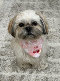 BANDANA | LOVE YOU CHERRY MUCH