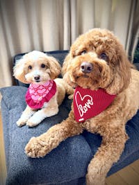 BANDANA | THINK PINK