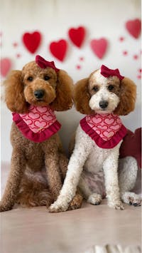 BANDANA | THINK PINK