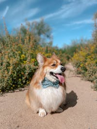BOW TIE & SAILOR BOW | WITH LOVE