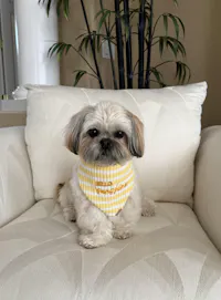 BANDANA | HELLO SUNSHINE
