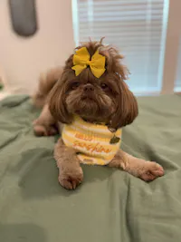 BANDANA | HELLO SUNSHINE