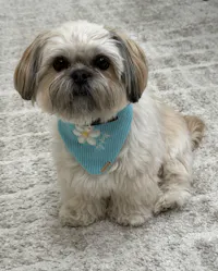 BANDANA | OOPSY DAISY