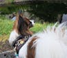 真鍮キーホルダー | QRコード付き犬用迷子札 | アプリ連携