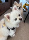 真鍮キーホルダー | QRコード付き犬用迷子札 | アプリ連携