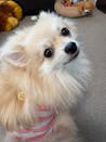 真鍮キーホルダー | QRコード付き犬用迷子札 | アプリ連携
