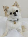 真鍮キーホルダー | QRコード付き犬用迷子札 | アプリ連携