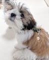 真鍮キーホルダー | QRコード付き犬用迷子札 | アプリ連携