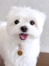 真鍮キーホルダー | QRコード付き犬用迷子札 | アプリ連携