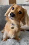 真鍮キーホルダー | QRコード付き犬用迷子札 | アプリ連携