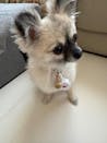 真鍮キーホルダー | QRコード付き犬用迷子札 | アプリ連携