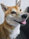 真鍮キーホルダー | QRコード付き犬用迷子札 | アプリ連携