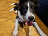 PUレザーキーホルダー【アプリ連携できるQRコード付き犬用ネームタグ | 迷子札にも】