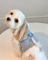 真鍮キーホルダー | QRコード付き犬用迷子札 | アプリ連携