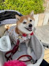 真鍮キーホルダー | QRコード付き犬用迷子札 | アプリ連携