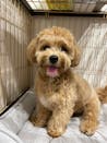 真鍮キーホルダー | QRコード付き犬用迷子札 | アプリ連携
