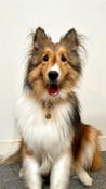 真鍮キーホルダー | QRコード付き犬用迷子札 | アプリ連携
