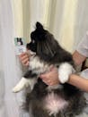 犬のスマート名刺DOGICA(ドギカ)【NFC&QRコード】