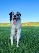 真鍮キーホルダー | QRコード付き犬用迷子札 | アプリ連携