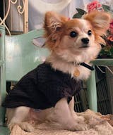 真鍮キーホルダー | QRコード付き犬用迷子札 | アプリ連携