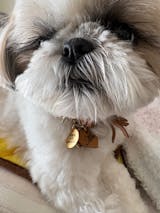 真鍮キーホルダー | QRコード付き犬用迷子札 | アプリ連携