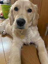 真鍮キーホルダー | QRコード付き犬用迷子札 | アプリ連携