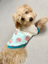 真鍮キーホルダー | QRコード付き犬用迷子札 | アプリ連携