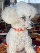 真鍮キーホルダー | QRコード付き犬用迷子札 | アプリ連携