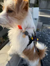 真鍮キーホルダー | QRコード付き犬用迷子札 | アプリ連携