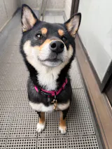 真鍮キーホルダー | QRコード付き犬用迷子札 | アプリ連携