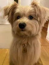 真鍮キーホルダー | QRコード付き犬用迷子札 | アプリ連携