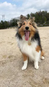 真鍮キーホルダー | QRコード付き犬用迷子札 | アプリ連携