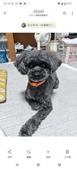 真鍮キーホルダー | QRコード付き犬用迷子札 | アプリ連携