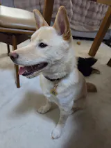 真鍮キーホルダー | QRコード付き犬用迷子札 | アプリ連携