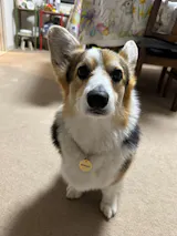 真鍮キーホルダー | QRコード付き犬用迷子札 | アプリ連携